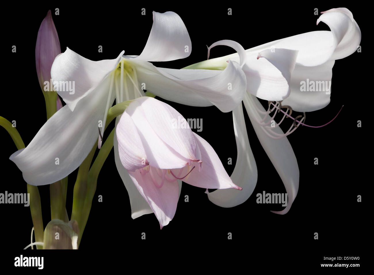 amaryllis Stock Photo