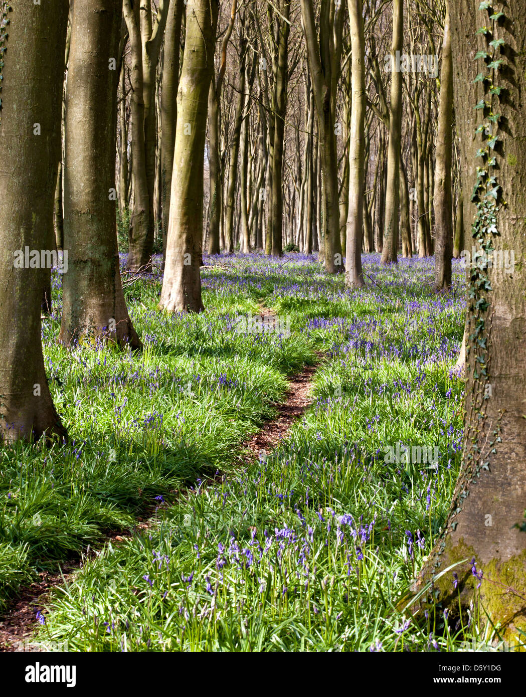 Bluebells in spring with woodland trail through the trees Stock Photo ...