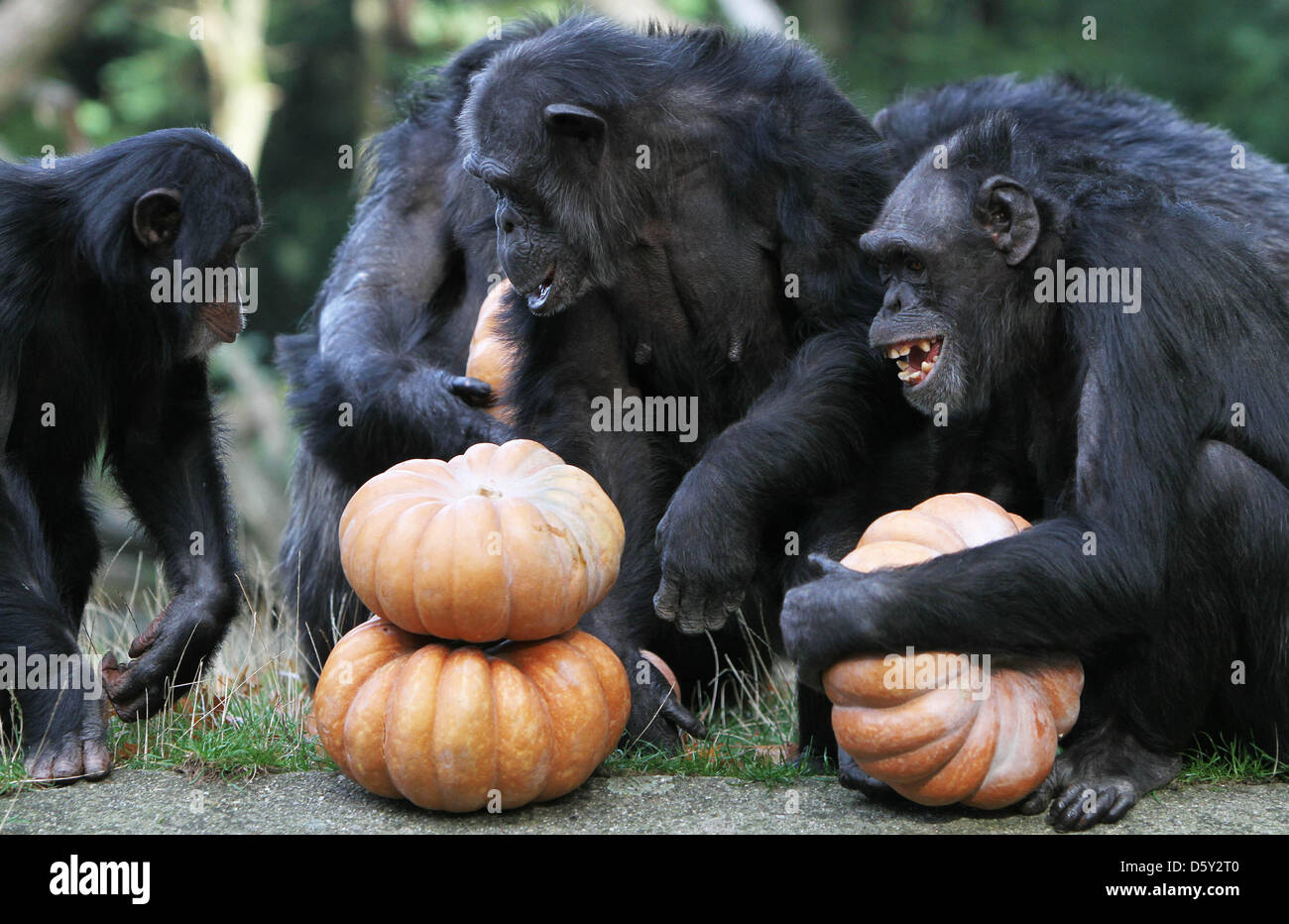 ARNHEM - The chimpanzee family of Burgers' Zoo in the Dutch city Arnhem ...