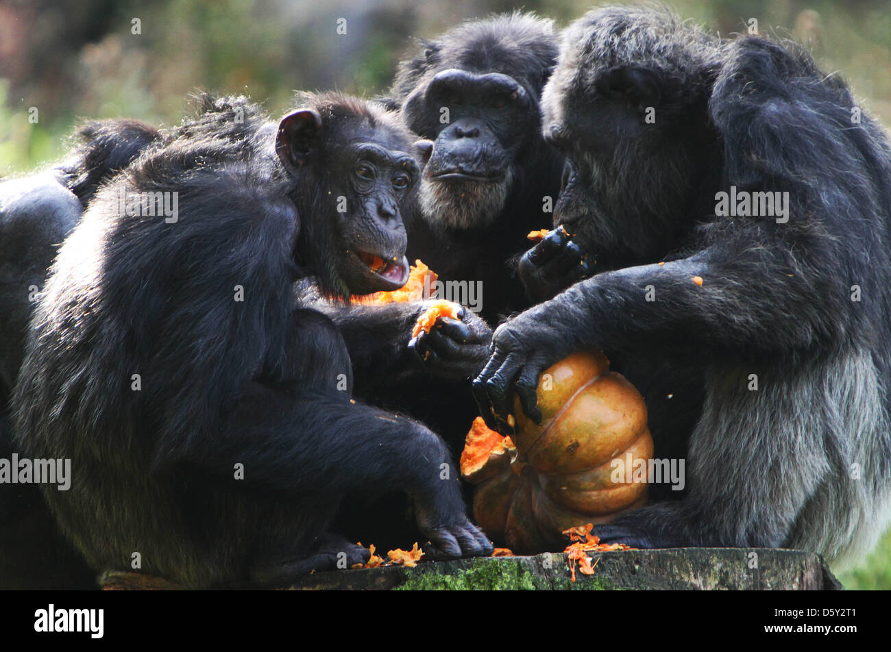 ARNHEM - The chimpanzee family of Burgers' Zoo in the Dutch city Arnhem ...