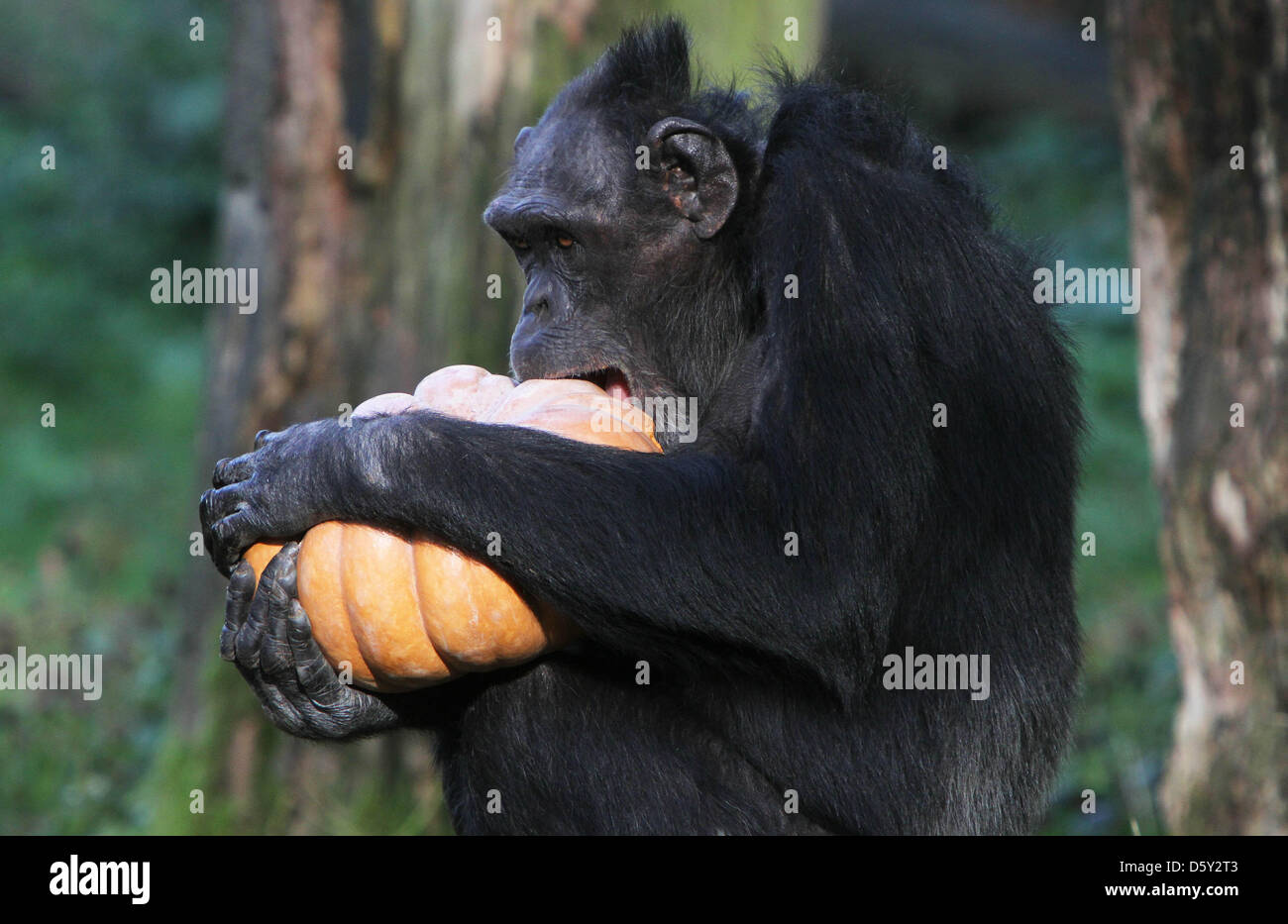 ARNHEM - One of the chimpanzees of Burgers' Zoo in the Dutch city ...