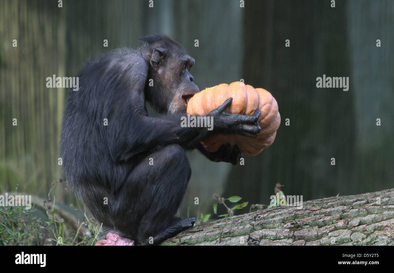 ARNHEM - One of the chimpanzees of Burgers' Zoo in the Dutch city ...