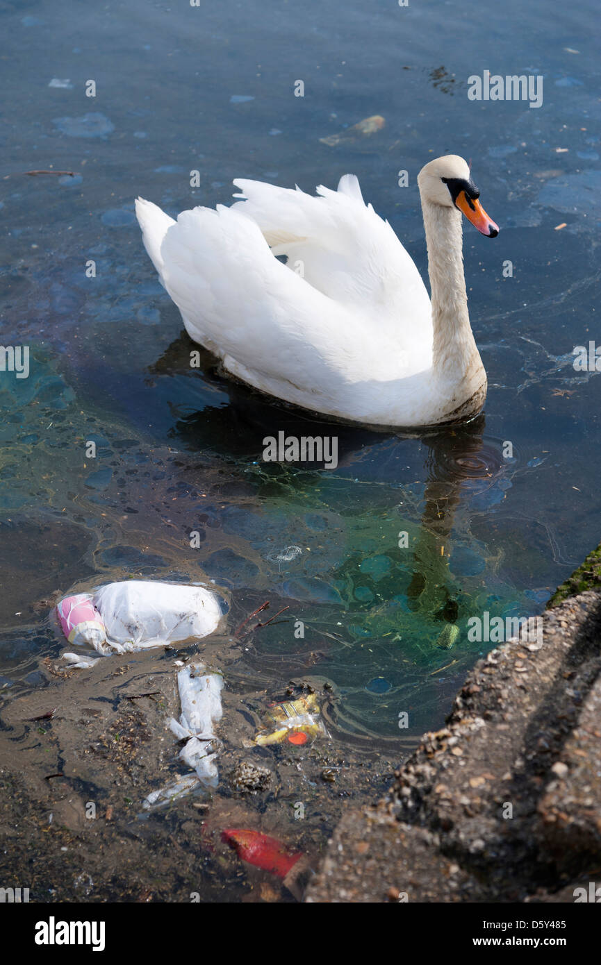 Swan on water polluted with plastic pollution waste and an oil slick Stock Photo