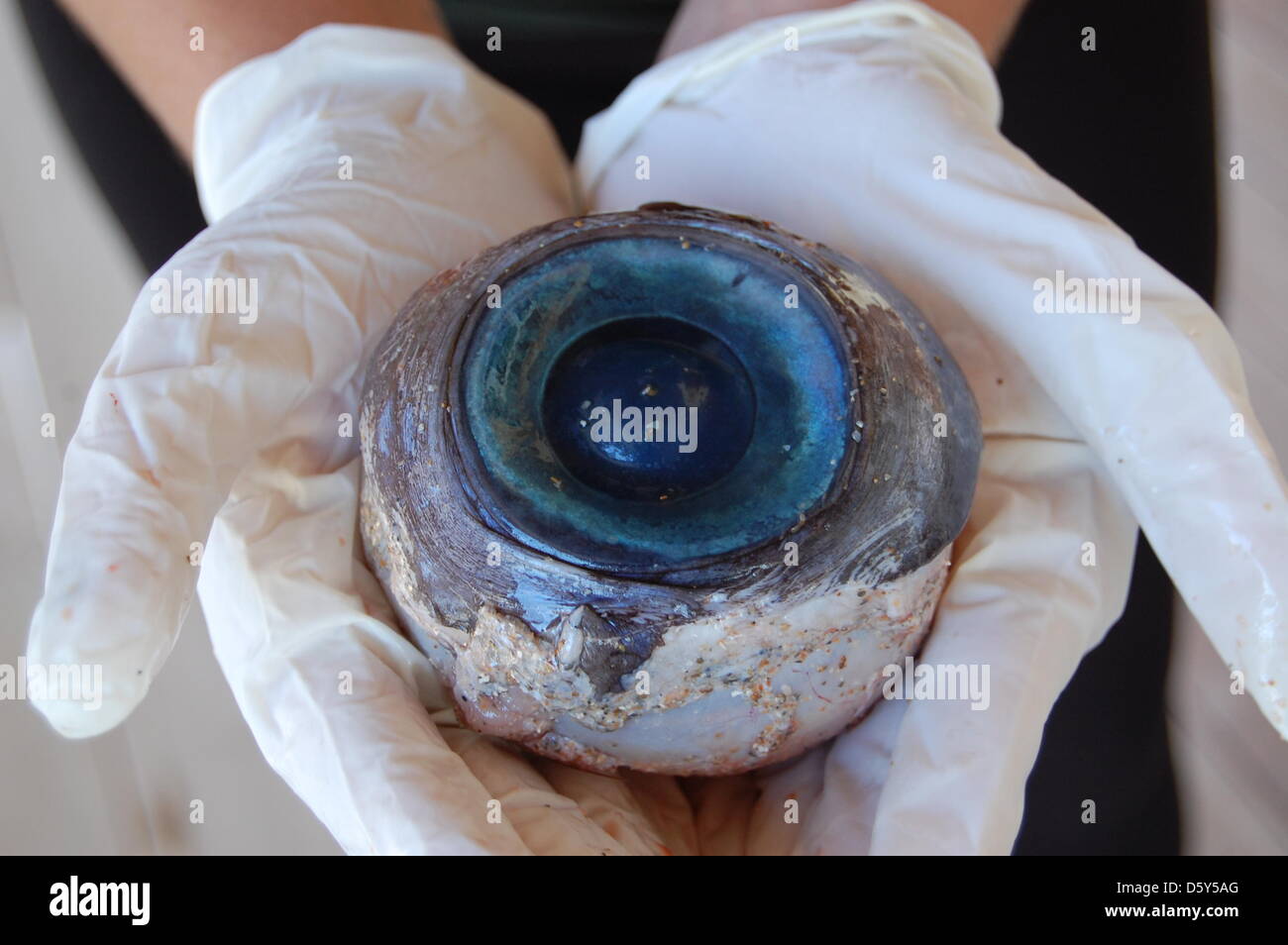 HANDOUT - A handout picture by the FWC shows two hands holding a huge eye that was washed ashore on a beach in the state of Florida, USA, 11 October 2012. The eyeball is the size of a softball was found by a walker at Pompano Beach near Fort Lauderdale on 10 October 2012. The blue eye has now been taken to a laboratory in St. Petersburg for examination. Photo: Florida Fish and Wild Stock Photo