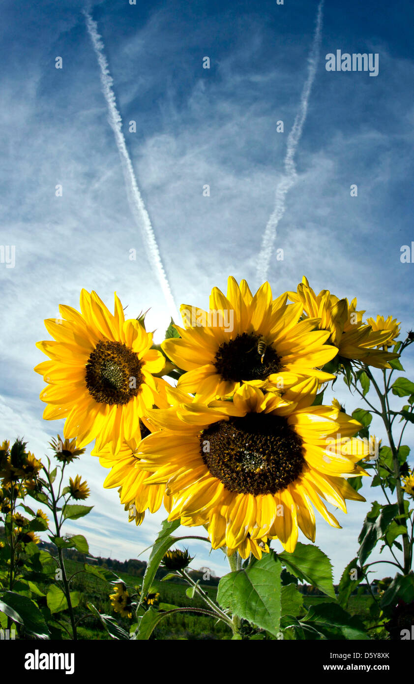 The sun shines through the pedals of a sunflower in a field near Egelsbach,  Germany, 18 October 2012. Photo: FRANK RUMPENHORST Stock Photo - Alamy