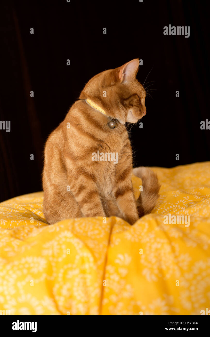 ginger cat sitting on bright yellow sheet Stock Photo Alamy