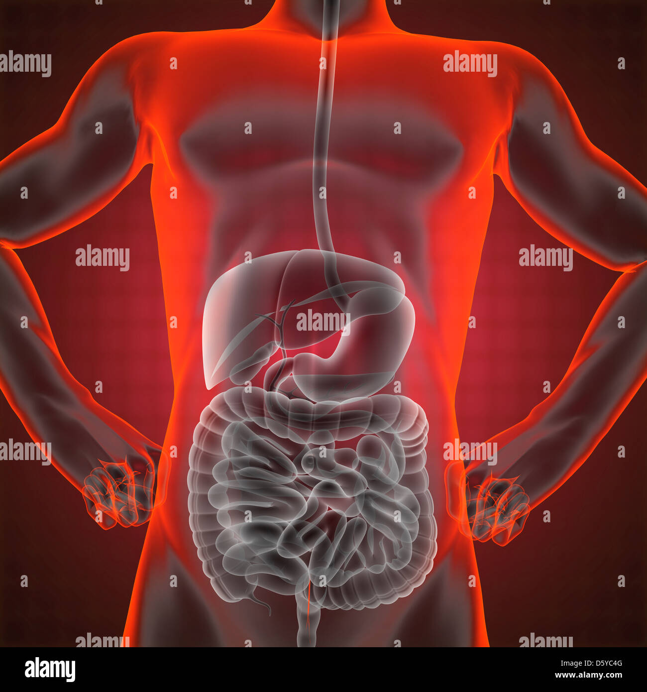 human entrails radiography Stock Photo - Alamy