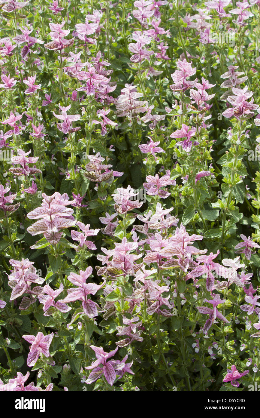 salvia Stock Photo