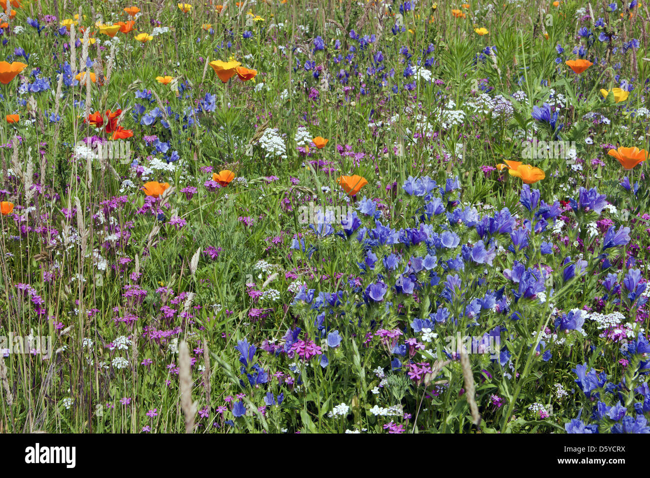 multicoloured flower maedow Stock Photo