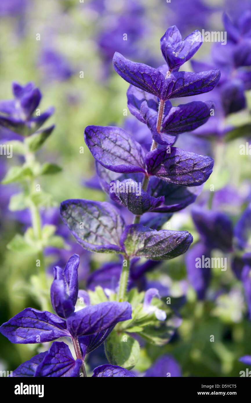 salvia Stock Photo