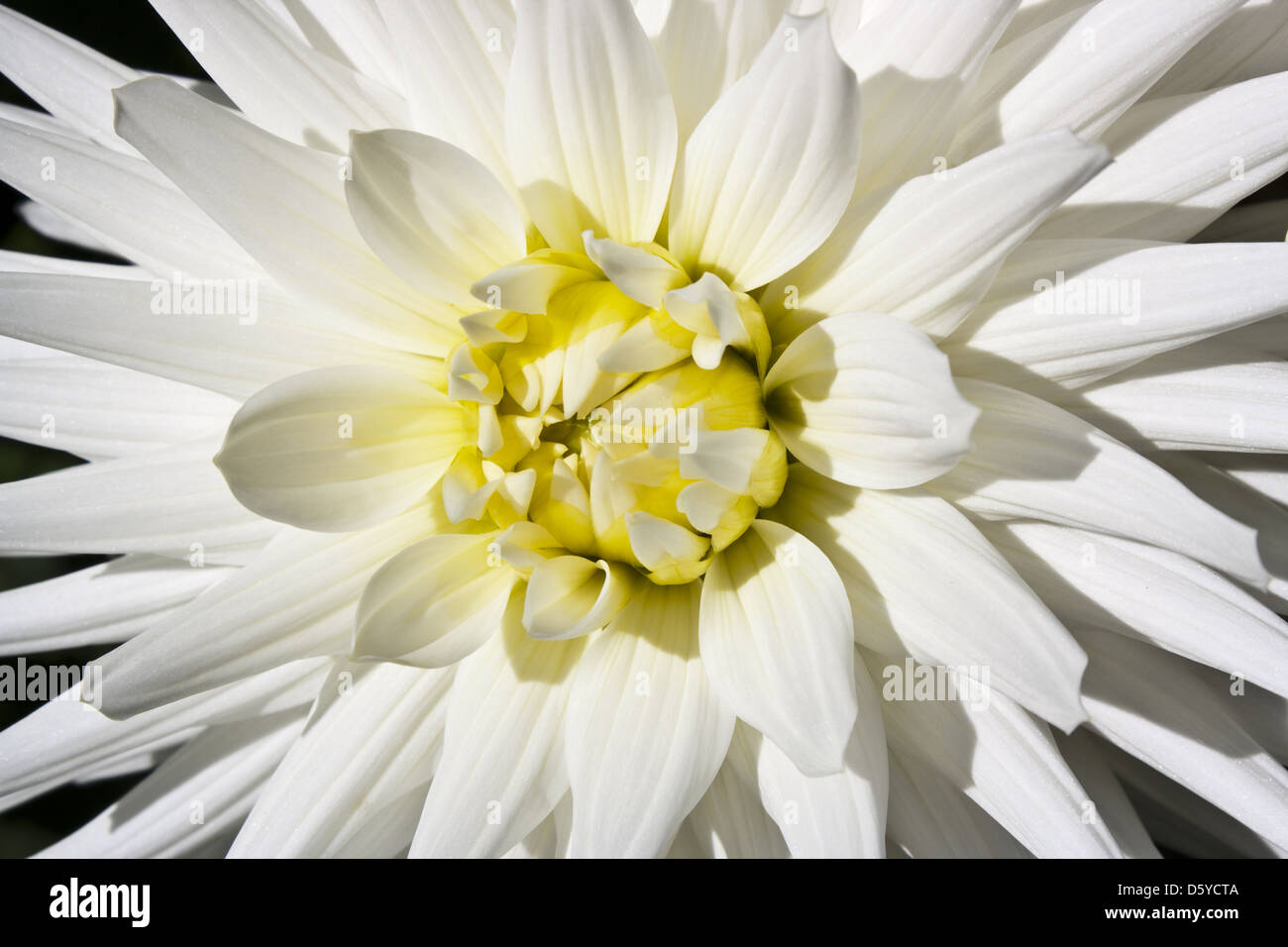 white dahlia Stock Photo