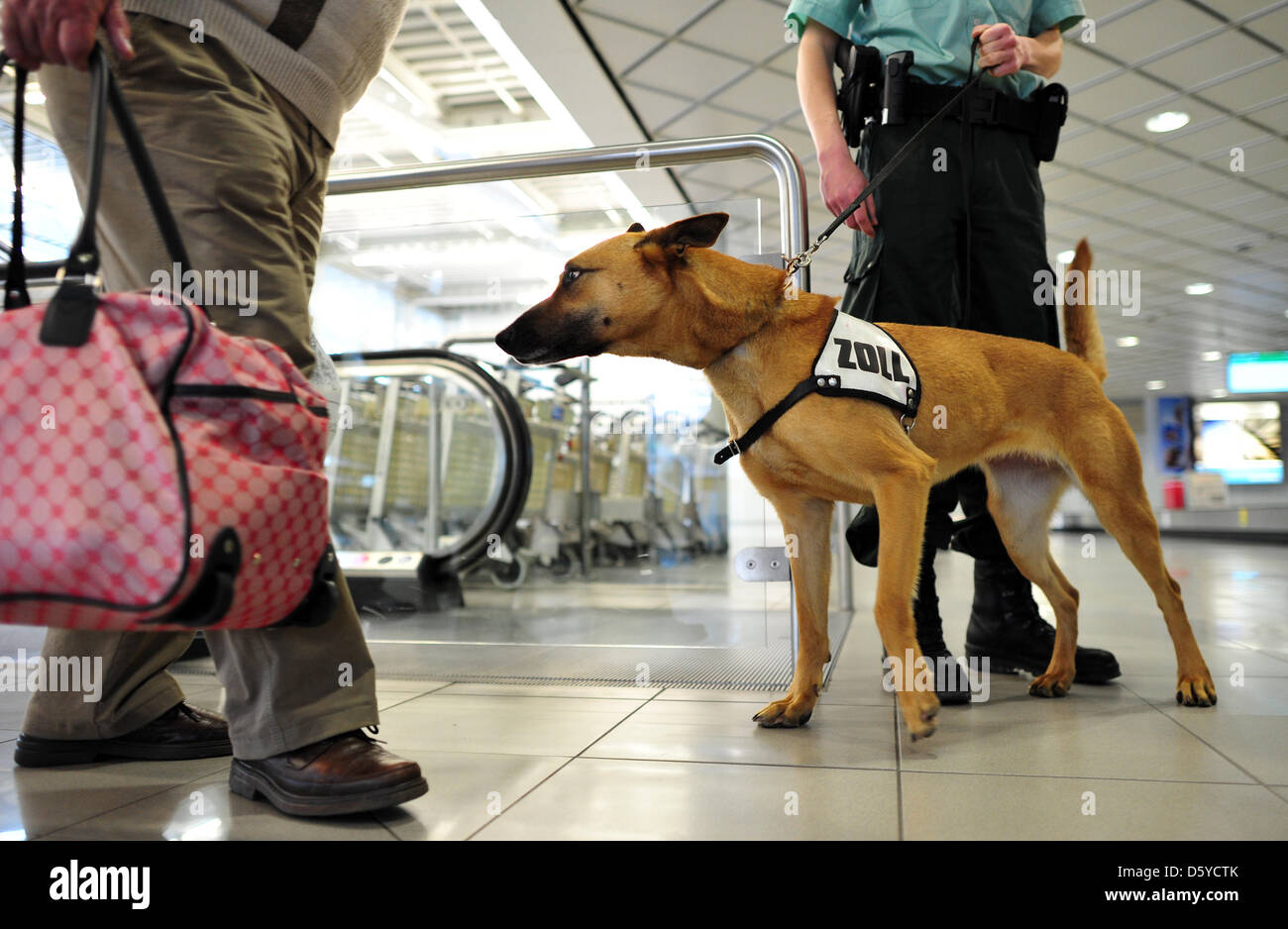 Drug sniffer dog Kathi from customs arrives for duty at the arrival area at the Leipzig/Halle airport in Leipzig, Germany, 04 April 2012. Customs officers in Saxony have confiscated markedly more counterfeit products and drog last year, according to the main customs office in Dresden at a press conference in Leipzig. Customs confiscated around 2500 packages of counterfeits word 9.1 Stock Photo