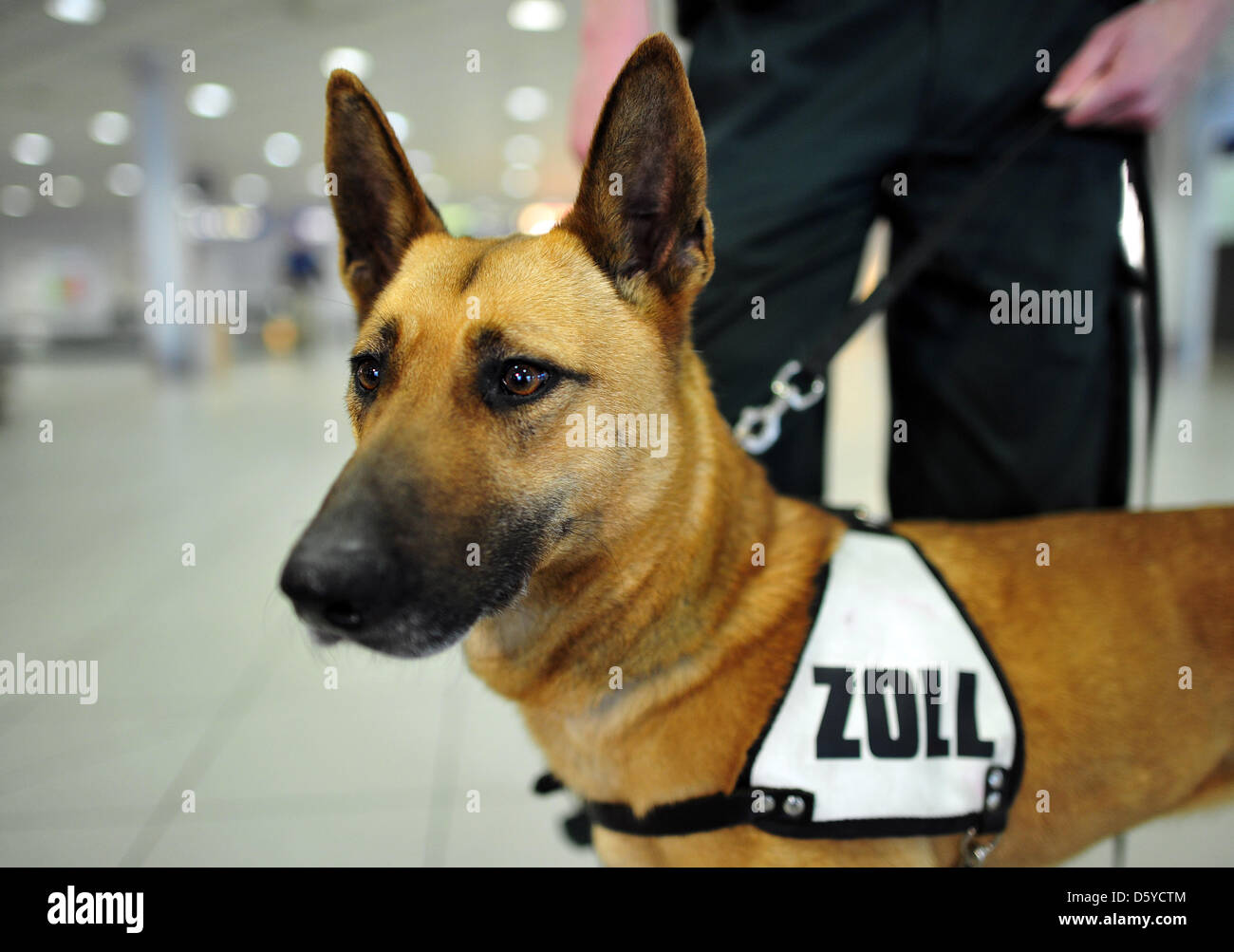 Drug sniffer dog Kathi from customs arrives for duty at the arrival area at the Leipzig/Halle airport in Leipzig, Germany, 04 April 2012. Customs officers in Saxony have confiscated markedly more counterfeit products and drog last year, according to the main customs office in Dresden at a press conference in Leipzig. Customs confiscated around 2500 packages of counterfeits word 9.1 Stock Photo