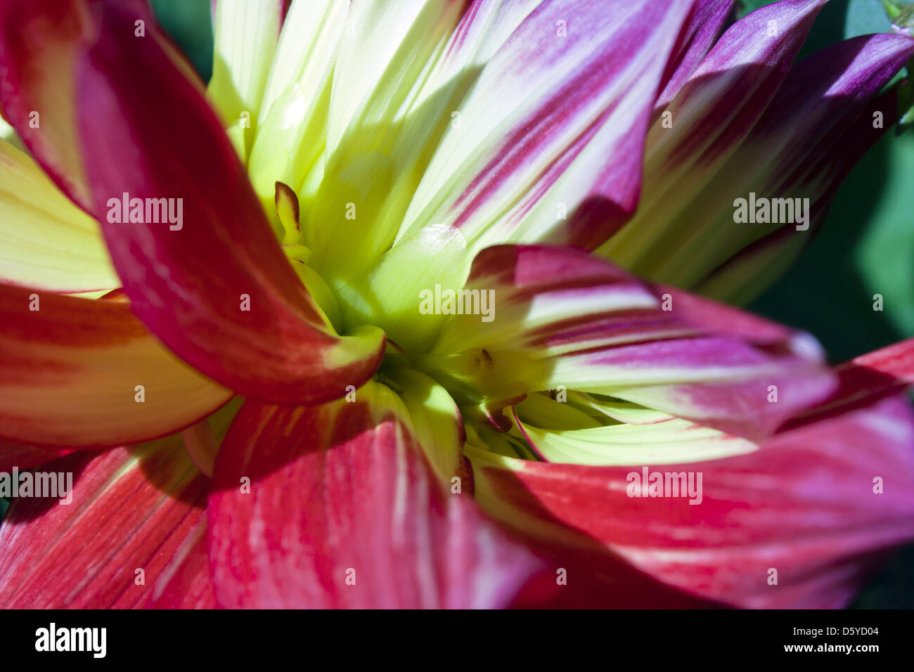 red dahlia Stock Photo