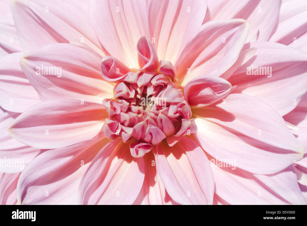 dahlia Stock Photo