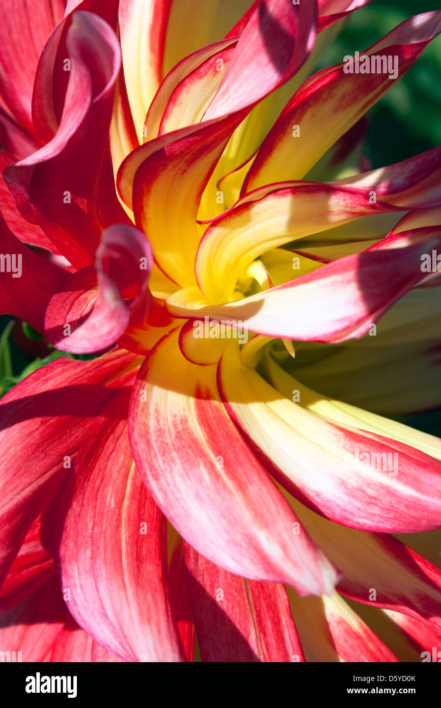 dahlia Stock Photo