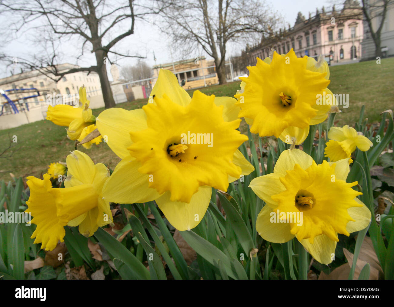 Daffodils blossom at the boulevard Unter den Linden in Berlin, Germany, 27 March 2012. Photo: Stephanie Pilick Stock Photo