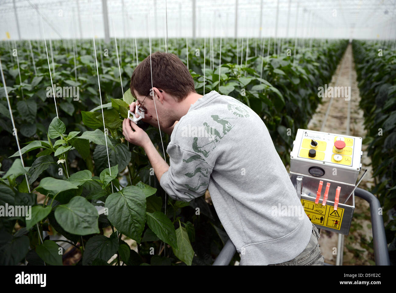 Plant protection expert Ulf Grigutsch examines blooms of a bell pepper