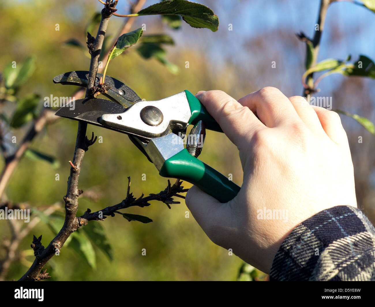 pruning apple tree in the spring Stock Photo
