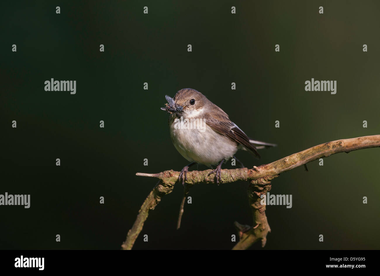 Ficedula hypoleuca - female Pied Flycatcher perched on a branch with a beak full of insects Stock Photo