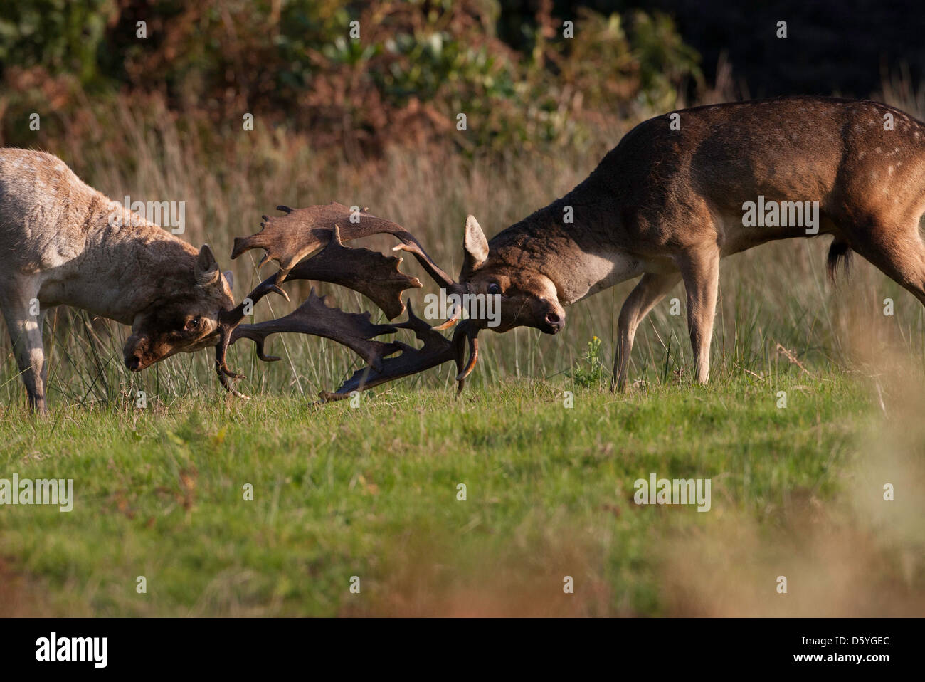 dama dama - fallow deer rutting, antlers locked Stock Photo