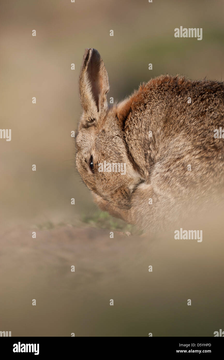 oryctolagus cuniculas wild rabbit cleaning itself Stock Photo Alamy