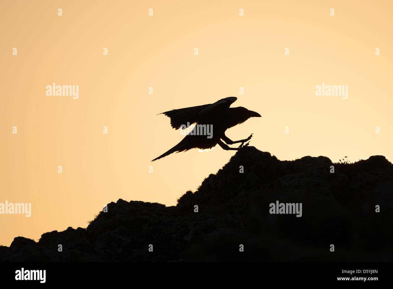 corvus corax - Raven landing atop a rock, silhouetted against the sunset. Stock Photo