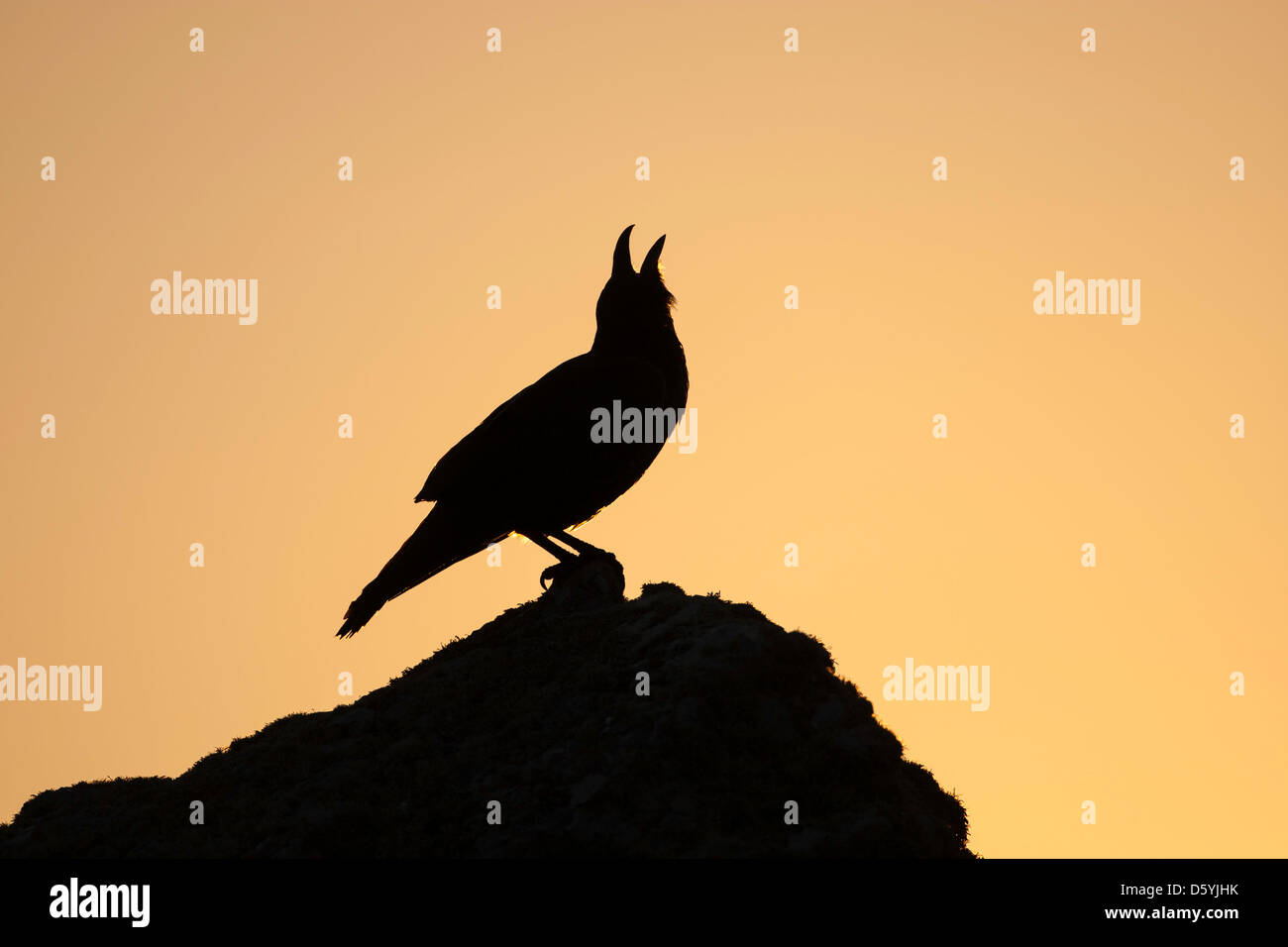 corvus corax - Raven perched atop a rock, silhouetted against the sunset, calling Stock Photo