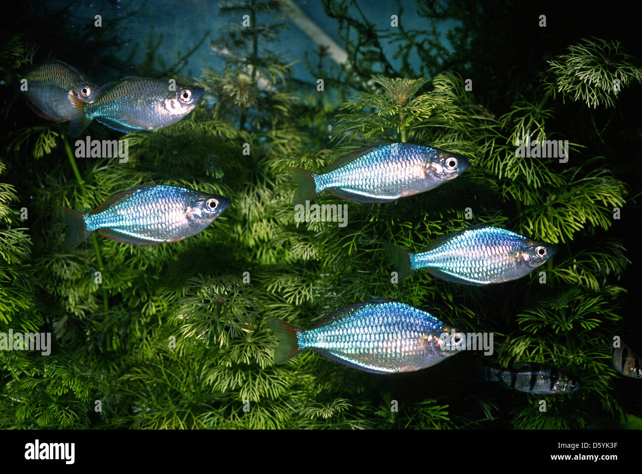 Raimbow Fish, Melanotaenia praecox, Melanotaeniidae, Australia Stock Photo