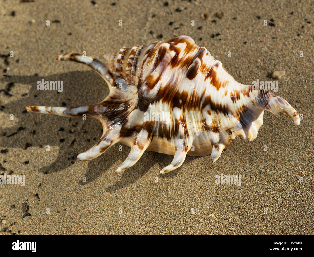 Shell Near Ocean shell on the sand beach near the sea Stock Photo - Alamy