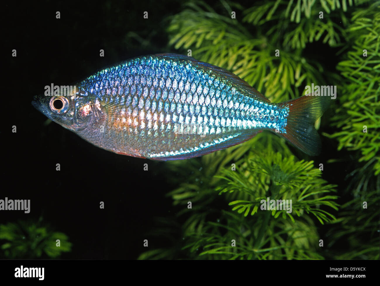 Raimbow Fish, Melanotaenia praecox, Melanotaeniidae, Australia Stock Photo