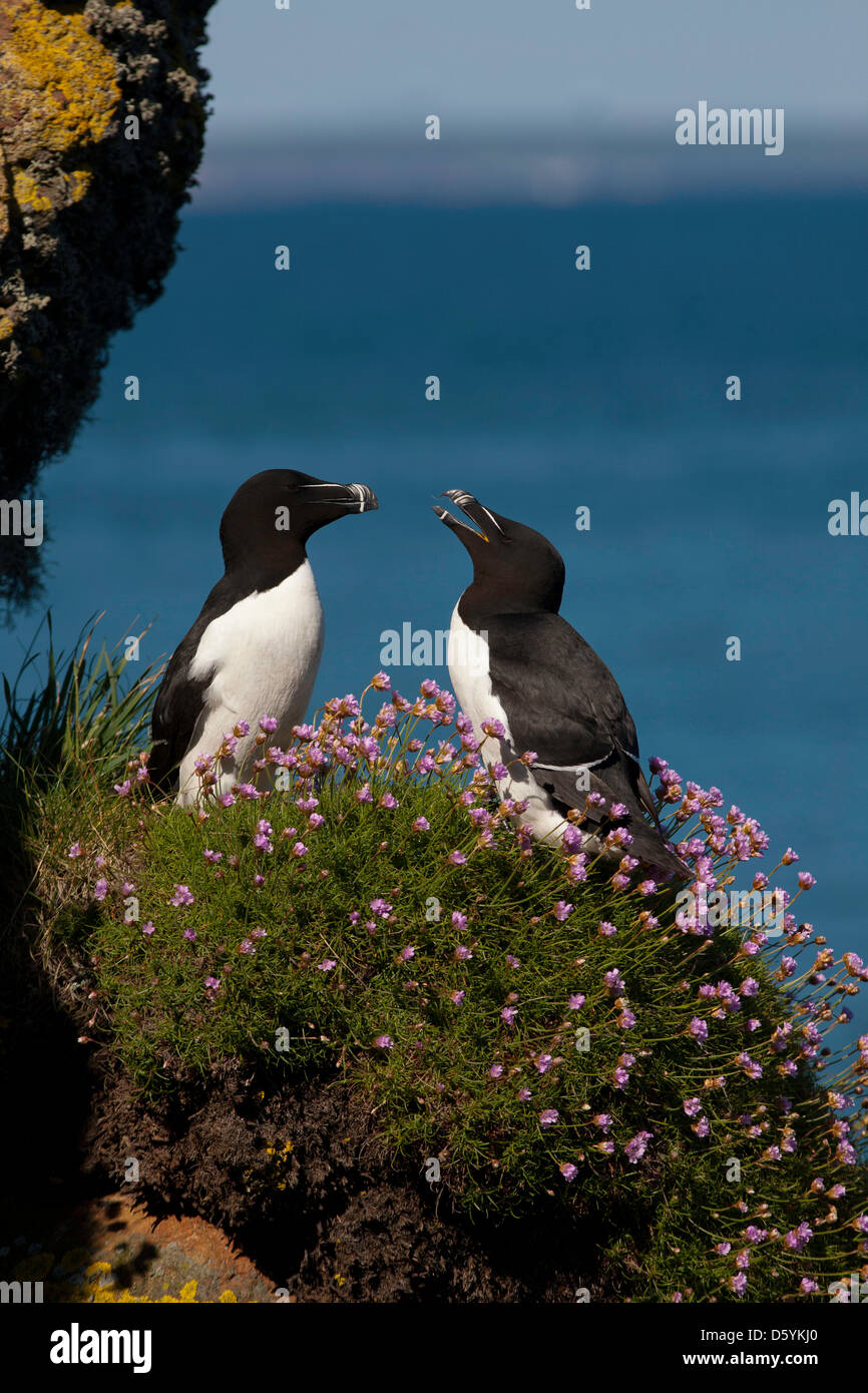 Razorbills mating hi-res stock phot…