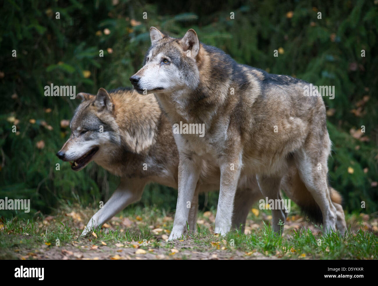 Two wolves (Canis Lupus) are pictured in their enclosure in the ...