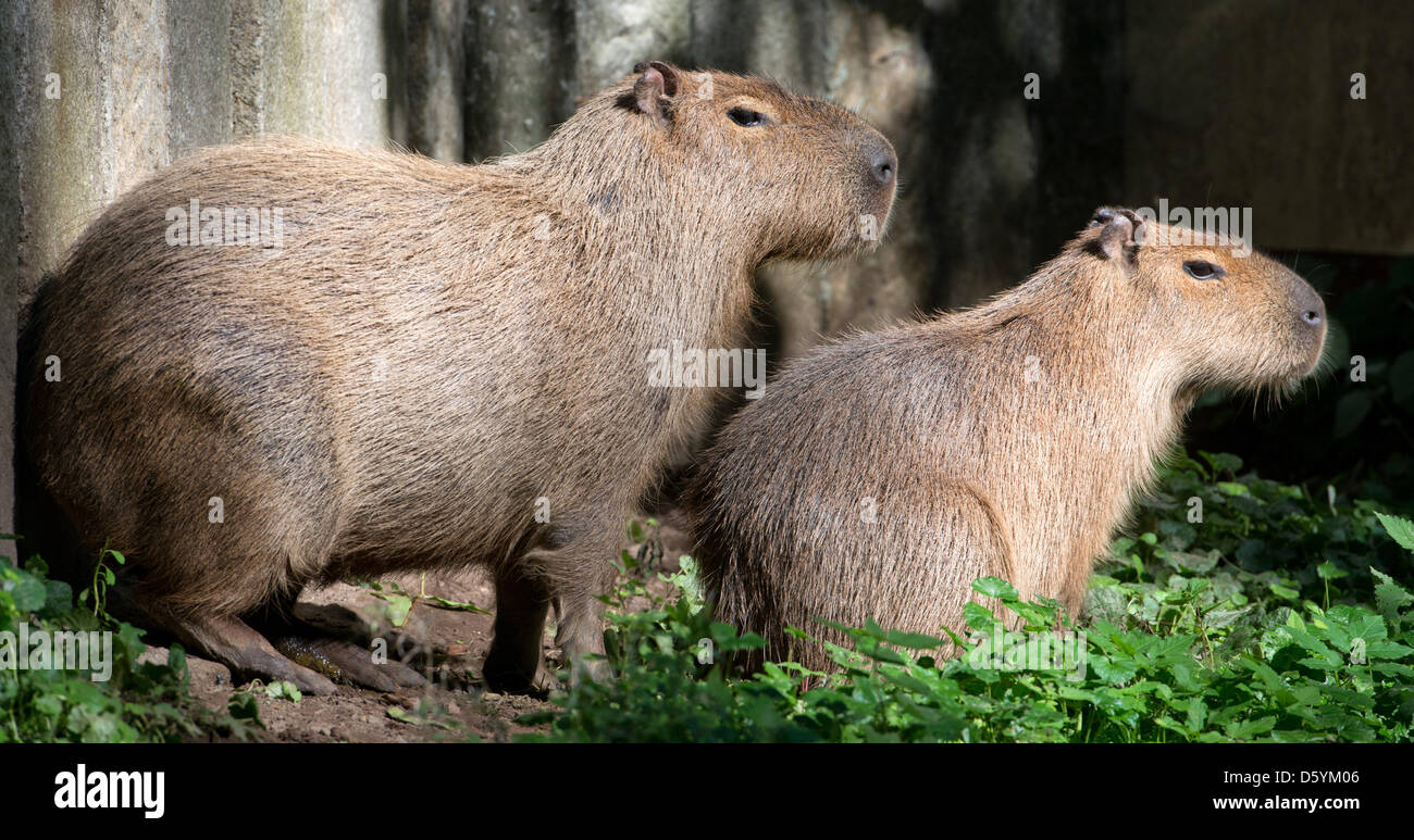 Common capybara hi-res stock photography and images - Alamy