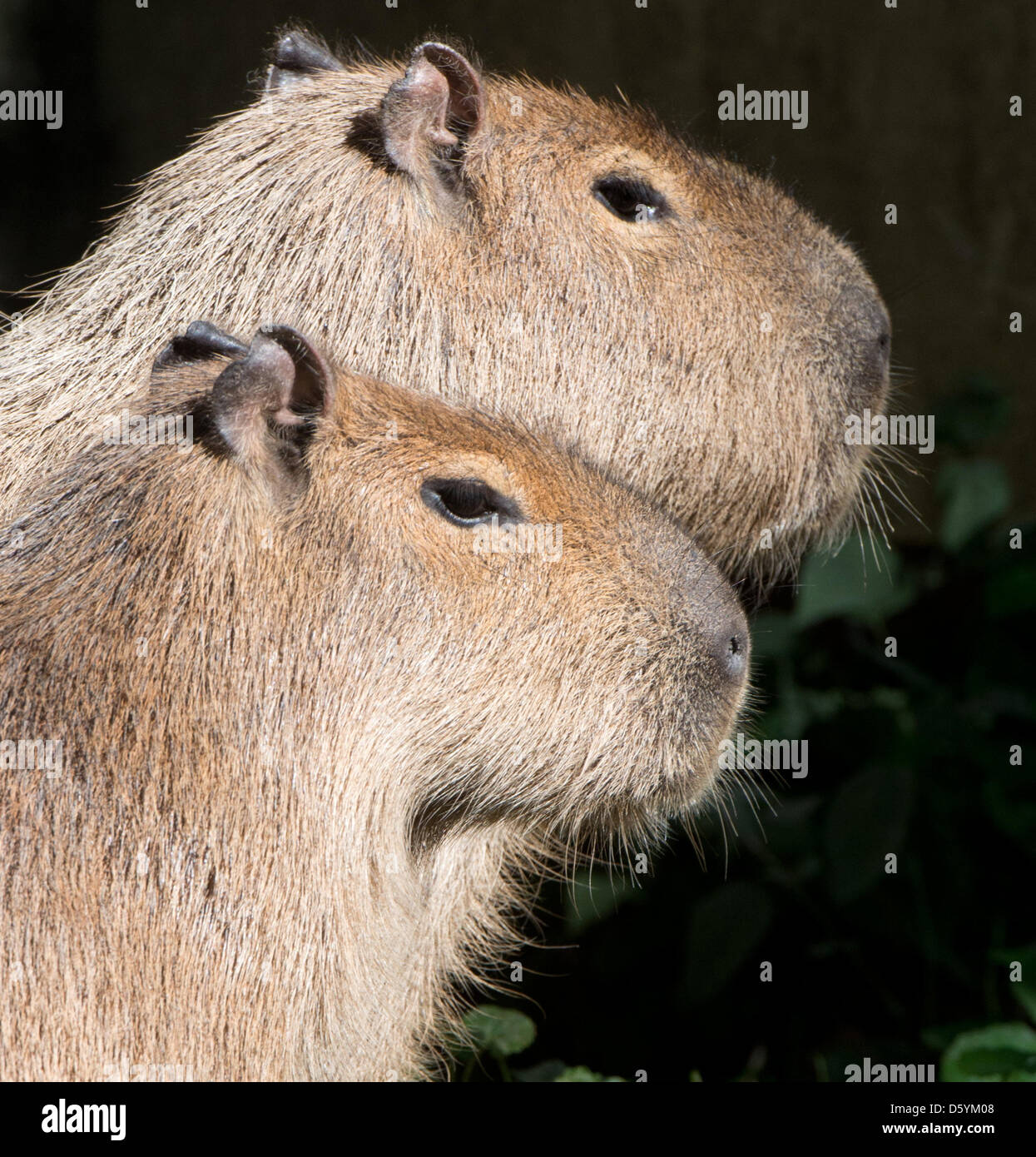 Common capybara hi-res stock photography and images - Alamy