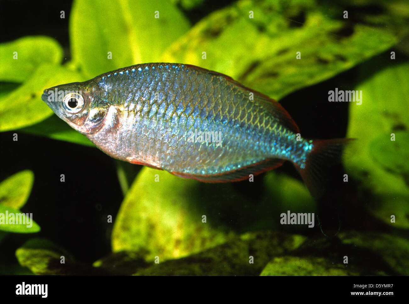 Raimbow Fish, Melanotaenia praecox, Melanotaeniidae Stock Photo