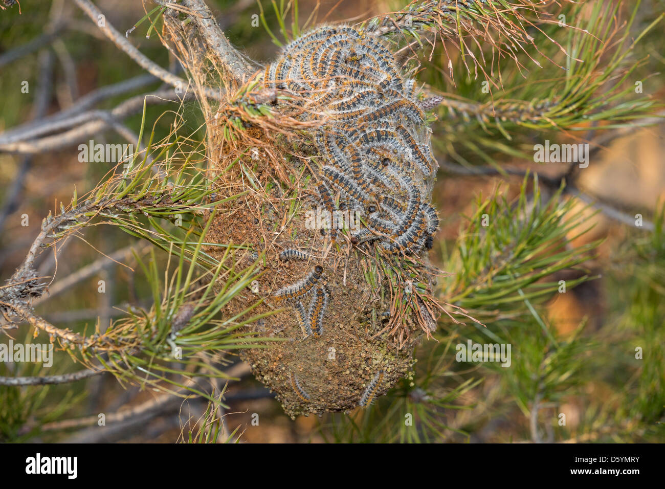 Processionary caterpillar hi-res stock photography and images - Alamy
