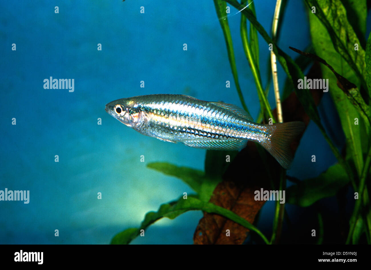 Raimbow fish, Melanotaenia splendida  australis, Melanotaeniidae, Australia Stock Photo