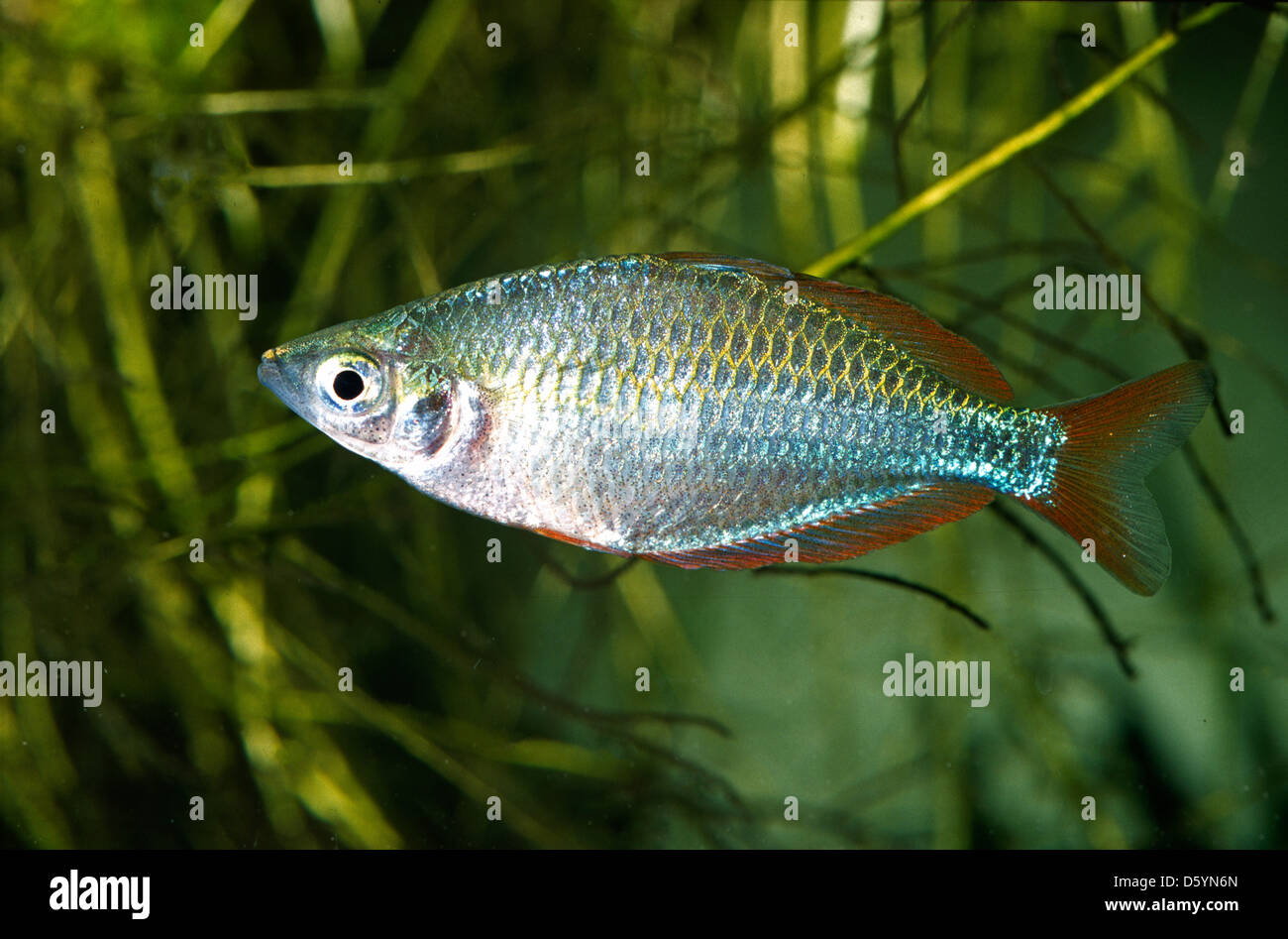 Raimbow Fish, Melanotaenia sp., Melanotaeniidae Stock Photo