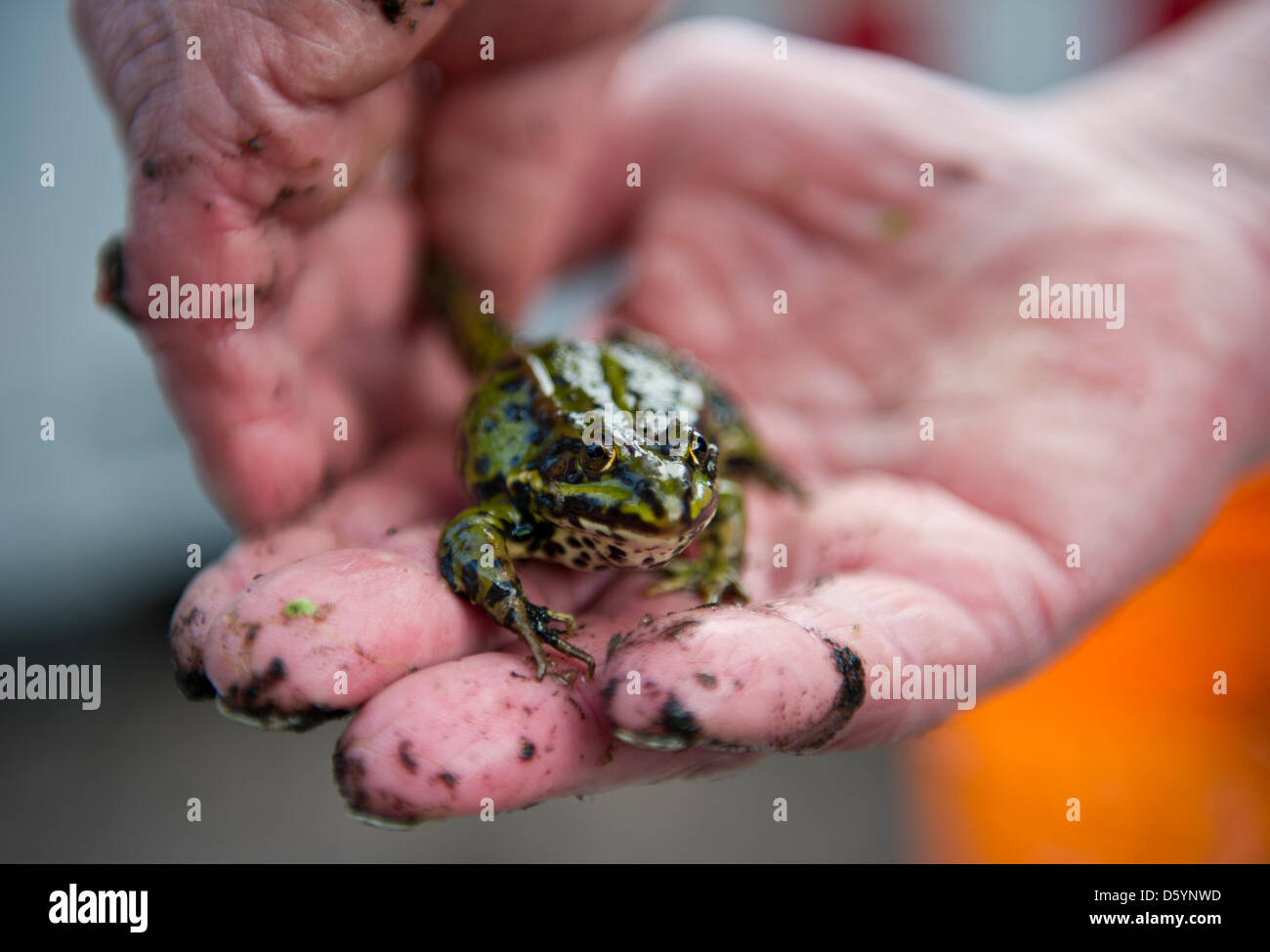 A man holds a frog in his hand after being rescued from a sewage ...