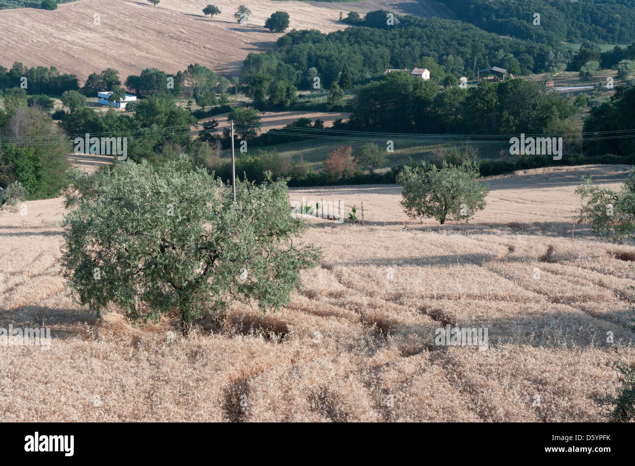 Olive Trees in Italy Stock Photo Alamy