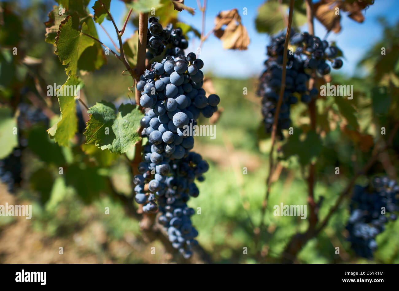 A bunch of grapes are attached to a grapevine in Seguret, France, 30