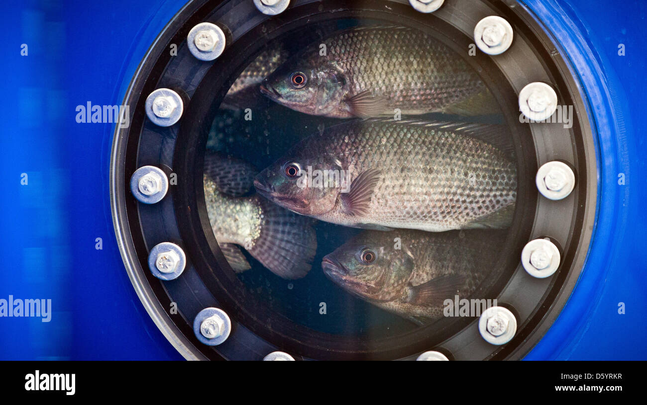 Tilapia fish in a basin at the booth of the priject Tomato Fish are ...
