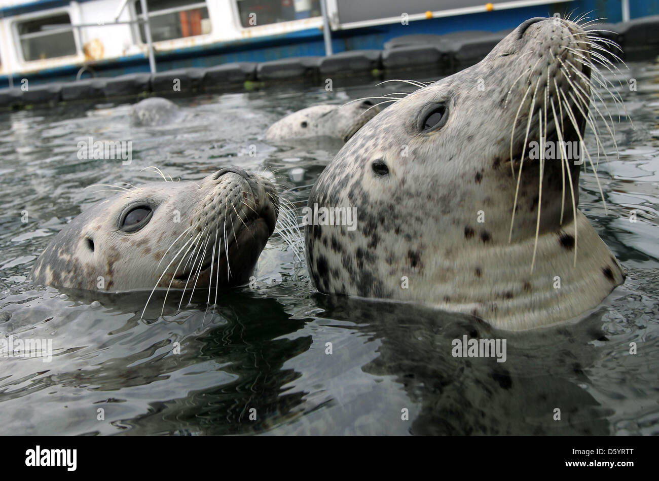 Seals swim at the seal research station at the Yacht harbour Hohe Duene in Rostock, Germany, 20 June 2012. The seals are used for scientific experiments. Nine seals and a sea bear have been living in the 60 x 30 x 5 m basin since the beginning of June. Photo: Jens Buettner Stock Photo