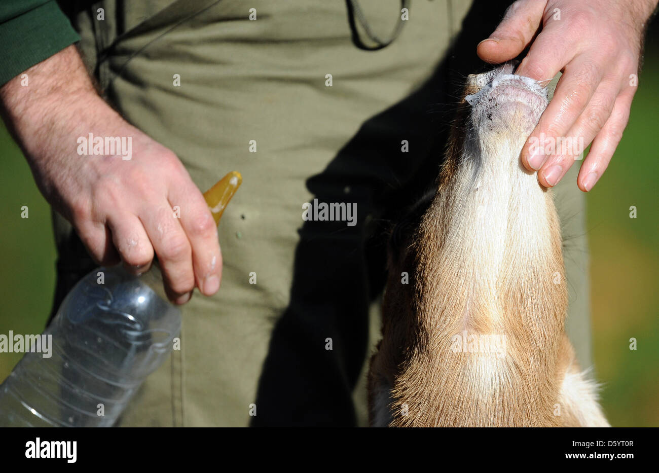 The young sable antelope is bottle-fed by zookeeper Martin Damboldt at the Zoologischer Garten in Berlin, Gerrmany, 2 November 2012. The antelope was born on 18 September 2012 and is bottlefed because her mother rejects to feed it. Photo: Britta Pedersen Stock Photo