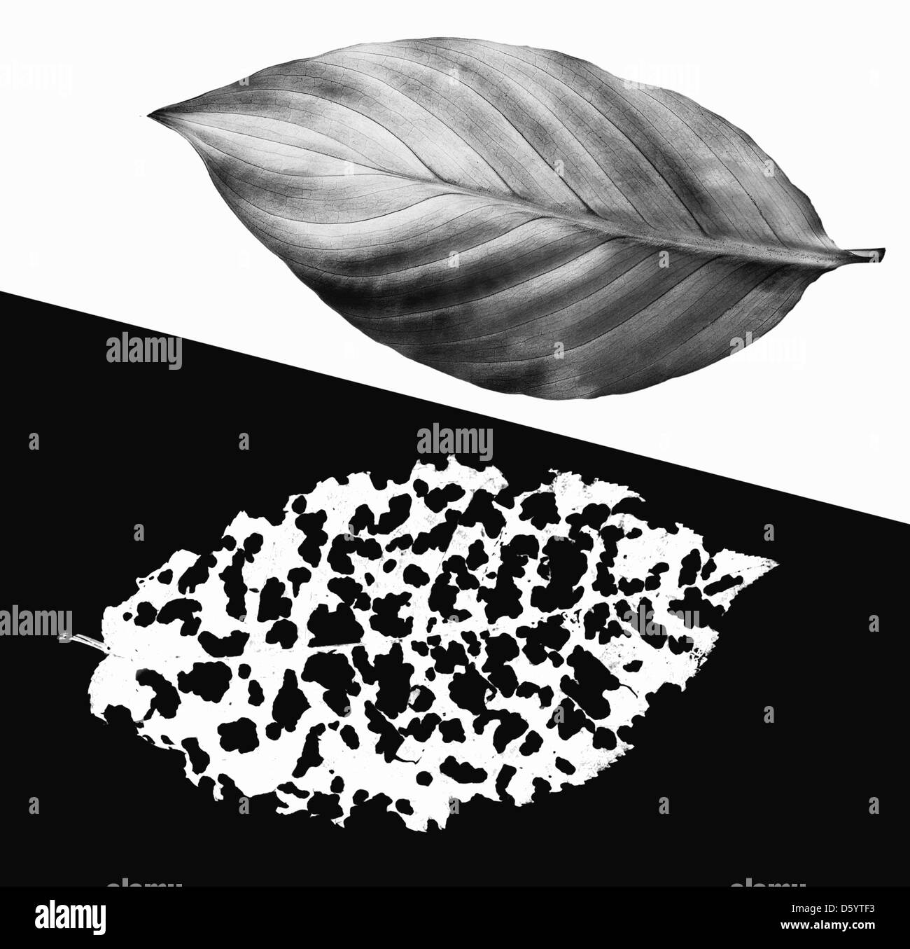 Before and after. The life and death Stock Photo Alamy