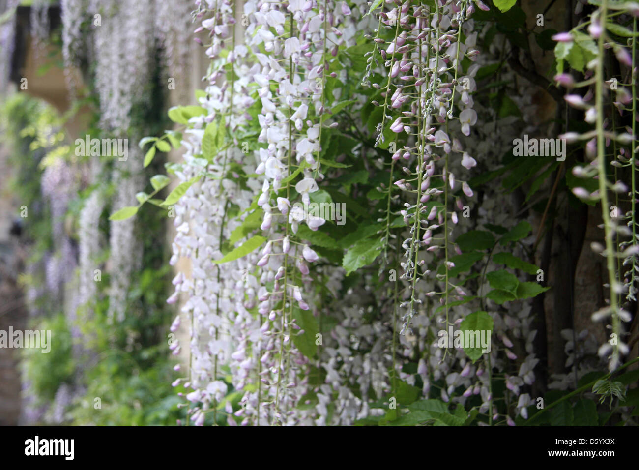 Wisteria bloom hires stock photography and images Alamy
