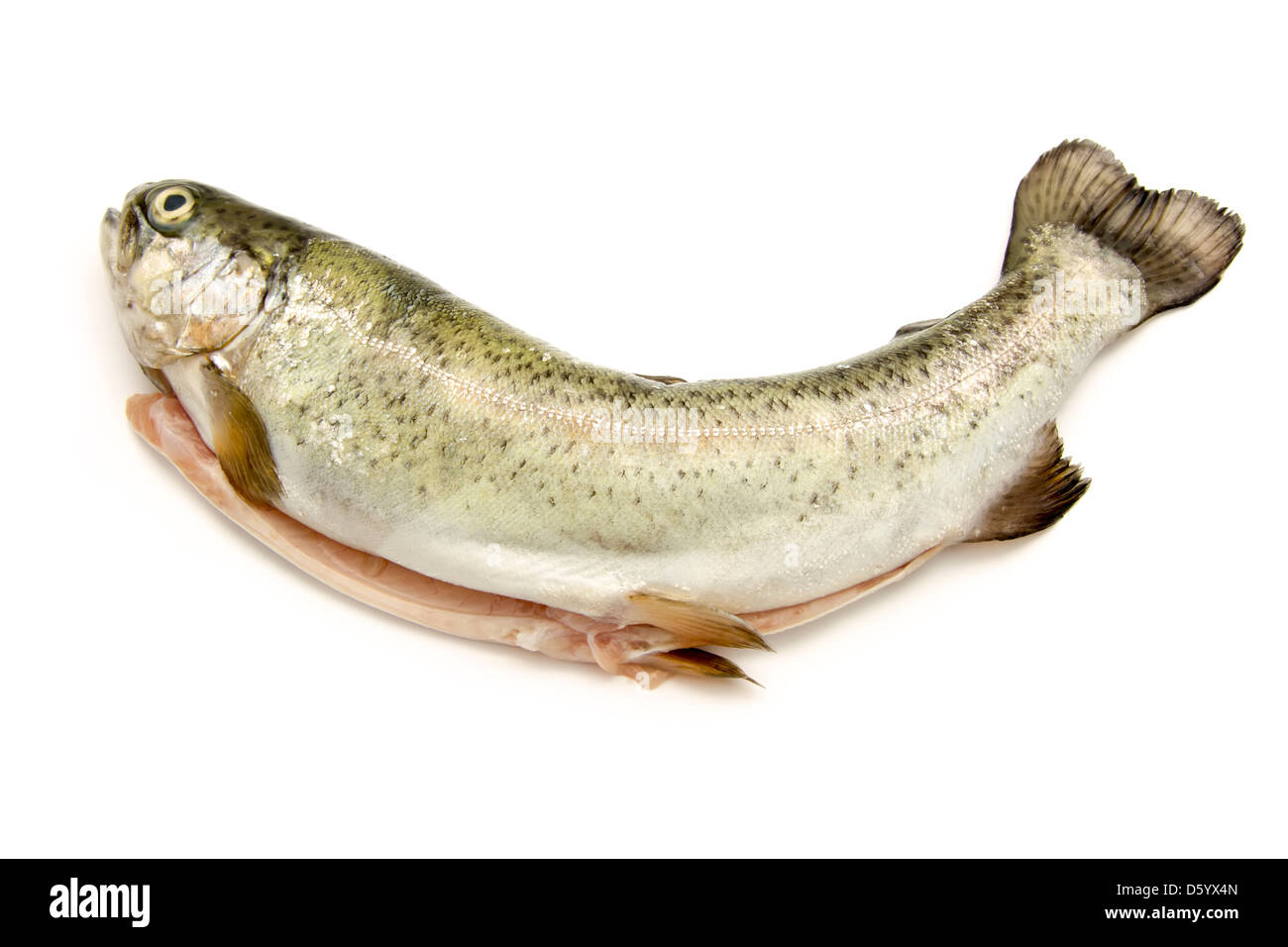single gutted trout isolated on white background Stock Photo