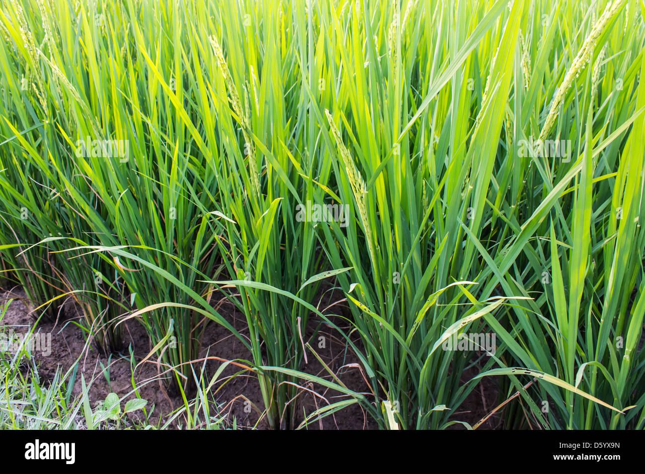 Clump of rice Stock Photo Alamy