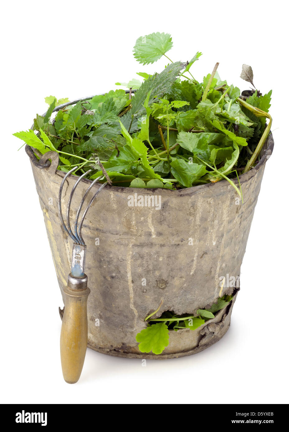 Old bucket full of garden weeds Stock Photo Alamy
